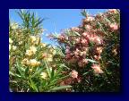 090613-155744 (Gaby Kreiner)